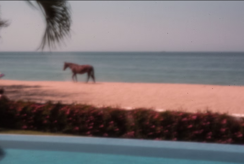 A blurry photograph of a horse on a beach.